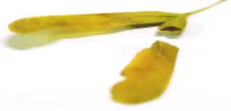 Samare vide d'érable negundo