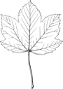 Feuille d'érable sycomore