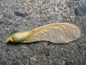 Samare de frêne commun