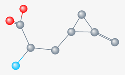 Structure moléculaire de l'Hypoglycine A
