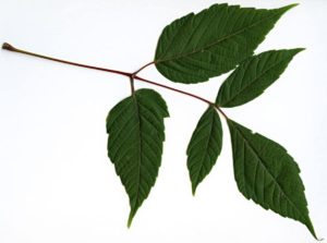 Feuille d'érable negundo à 5 folioles
