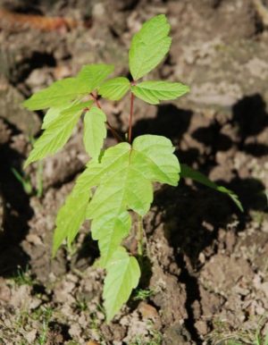 Plantule d'érable negundo