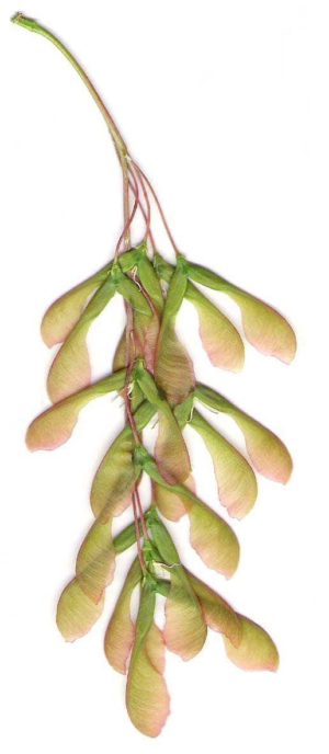 Samares d'érable negundo