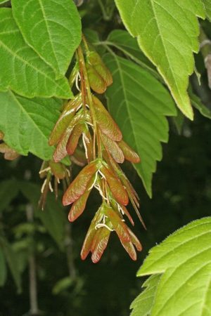 Samares d'érable negundo