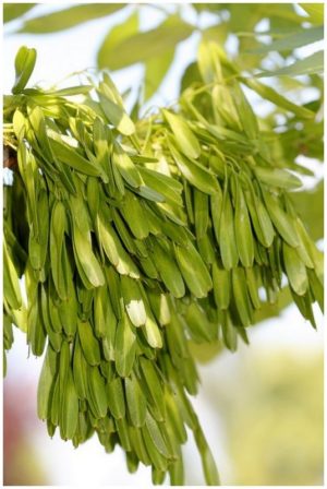 Samares de frêne commun