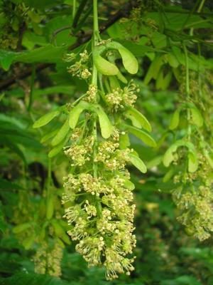 Grappe de fleurs d'érable sycomore