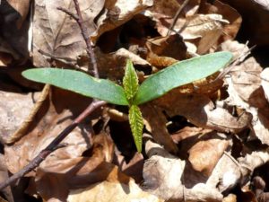 Plantule d'érable sycomore