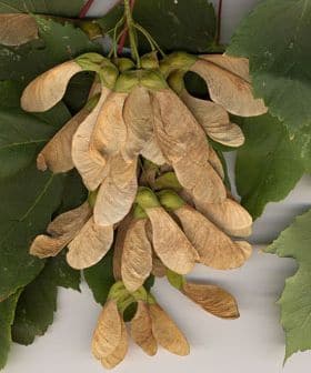 Samares marron d'érable sycomore