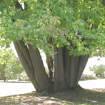 Tronc en buisson d'érable sycomore