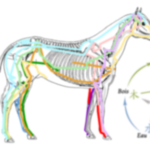 Présentation du shiatsu pour chevaux