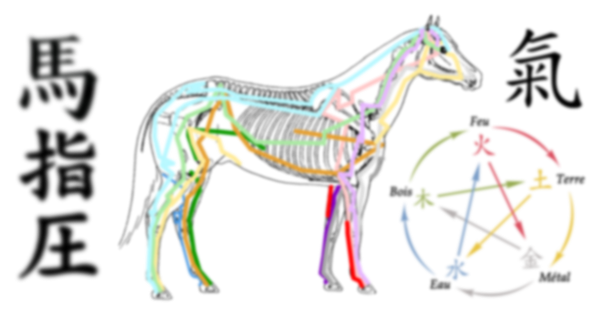Présentation du shiatsu pour chevaux