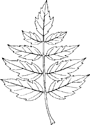 Feuille d'érable negundo à 7 folioles