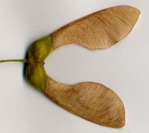 Graine (samare) d'érable sycomore, responsable de la myopathie atypique.