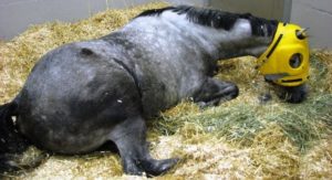 Cheval souffrant de myopathie atypique protégé par un casque.