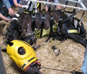 Cheval atteint de myopathie atypique soutenu par un harnais et protégé par un casque.