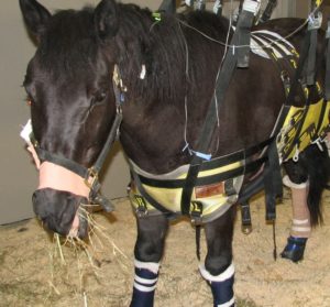 Soutien ventral pour cheval atteint de myopathie atypique.