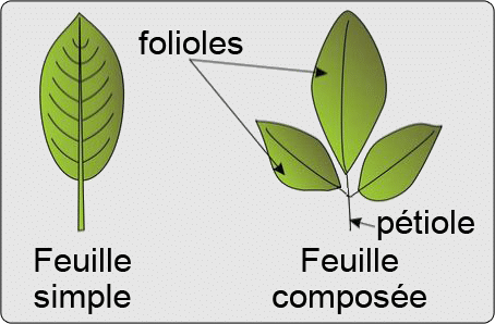 Feuille simple et composée