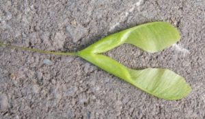 Détail d'une disamare contenant la graine de l'érable negundo.