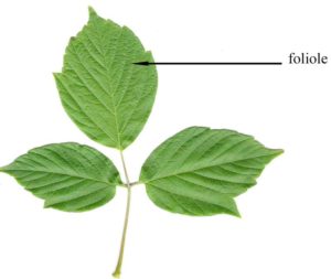 Feuille d'érable negundo composée de 3 folioles.