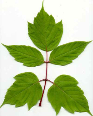 Feuille d'érable negundo présentant une division en 5 folioles.