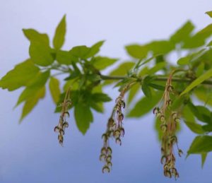 Structure florale femelle typique de l'érable negundo.