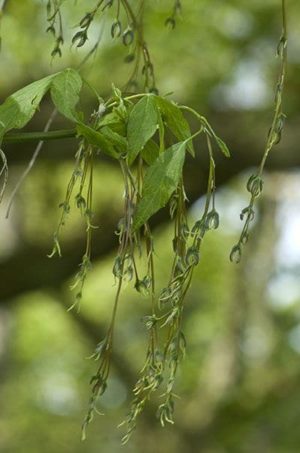Structure florale femelle typique de l'érable negundo.