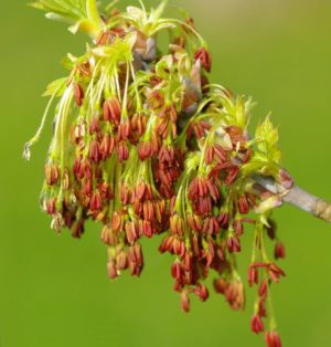 Aspect des fleurs mâles de l'érable negundo avant l'apparition des feuilles.