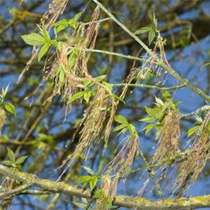 Grappes de fleurs mâles de l'érable negundo avec leurs longs filaments.