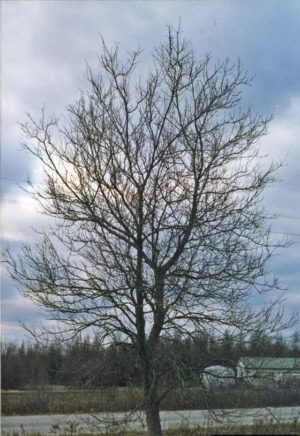 Structure des branches et silhouette de l'érable negundo sans feuilles en hiver.