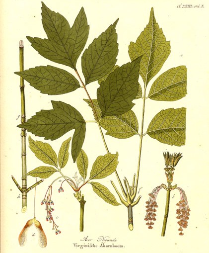 Illustration botanique détaillée : feuilles, fleurs et fruits de l'érable negundo.