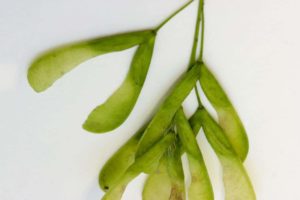 Disamares immatures de couleur verte sur un érable negundo.