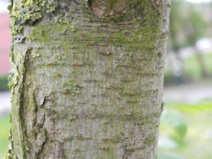 Aspect lisse et verdâtre de l'écorce sur un jeune tronc d'érable negundo.
