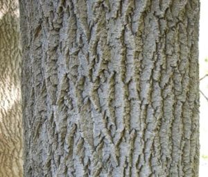 Écorce brune et crevassée d'un érable negundo âgé (sujet adulte).