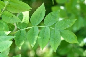 Structure d'une feuille composée pennée aux folioles dentées de frêne commun.
