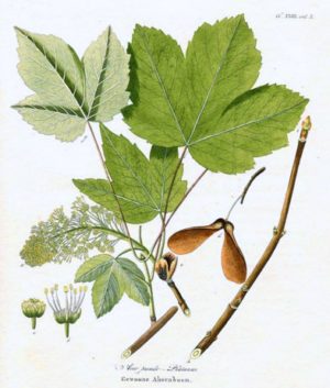 Érable sycomore - Planche botanique