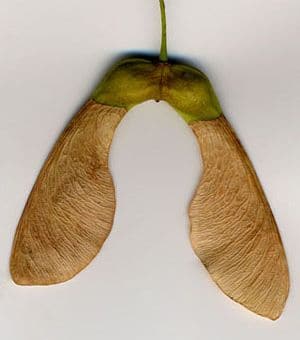 Disamare d'érable sycomore montrant l'angle caractéristique.