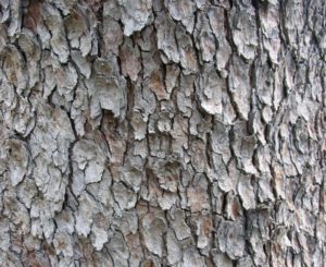 Écorce s'exfoliant en larges plaques sur un tronc d'érable sycomore adulte.