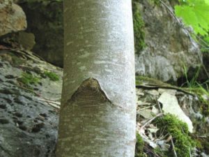 Aspect lisse et grisâtre du tronc sur un jeune érable sycomore.