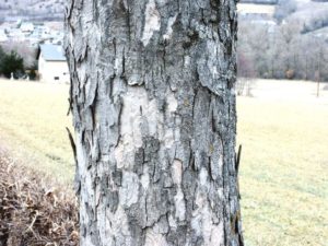 Écorce très écaillée révélant des zones rousses sur un érable sycomore âgé.