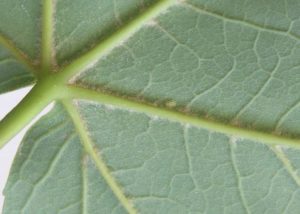 Revers d'une feuille d'érable sycomore, montrant les nervures saillantes.