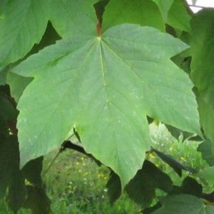 Limbe vert sombre à 5 lobes de la face supérieure d'une feuille d'érable sycomore.