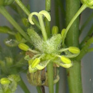 Détail d'une fleur d'érable sycomore (Acer pseudoplatanus).
