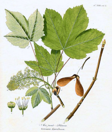 Étude botanique complète de l'érable sycomore : feuilles, fleurs et samares.