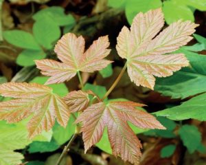 Plantule d'érable sycomore présentant une coloration rouge sur la tige.