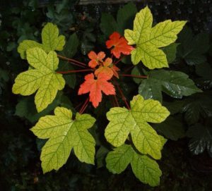 Bourgeonnement et premières feuilles rougeâtres de l'érable sycomore au printemps.