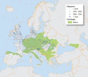 Carte de distribution géographique de l'érable sycomore sur le continent européen.