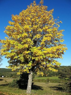 Érable sycomore arborant son feuillage automnal jaune-brun.