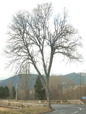 Structure de la ramification d'un érable sycomore en période hivernale.