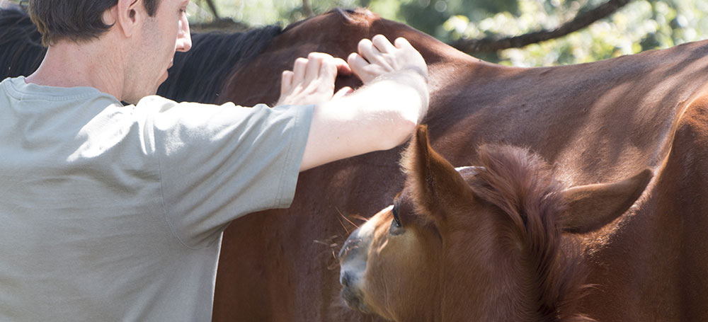 Séance de Shiatsu équin pour l'équilibre énergétique du cheval.