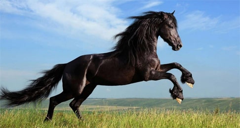 Shiatsu pour chevaux Shiatsu sur cheval